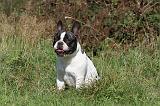 BOULEDOGUE FRANCAIS 535